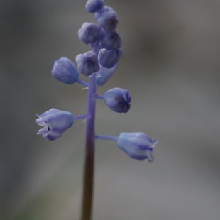 Muscari parviflorum